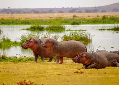 Hippos in Amboseli