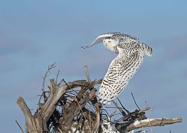 Snowy owl hunting mode
