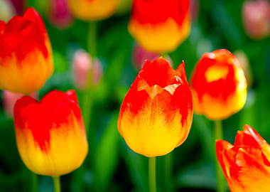 Yellow Red Tulip Flower