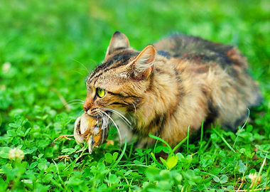 Animals Bird Cat Catch Fel