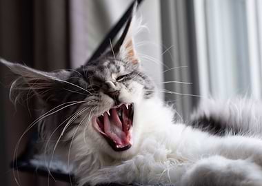 Maine coon yawn