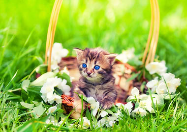 Animals Basket Cat Feline