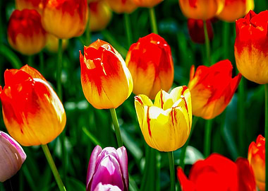 Group Of Yellow Tulips