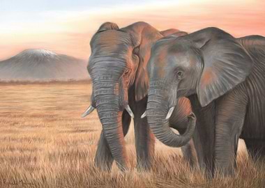 Elephants