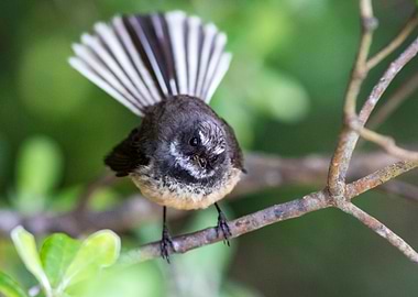 Chirping Fantail