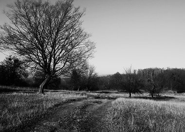 Path to inner beauty