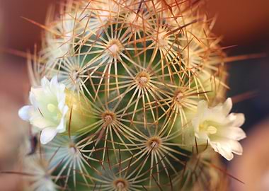 Flowering Cactus
