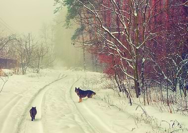 Animal Canine Cat Cloudy C