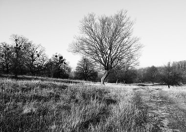 The company of trees