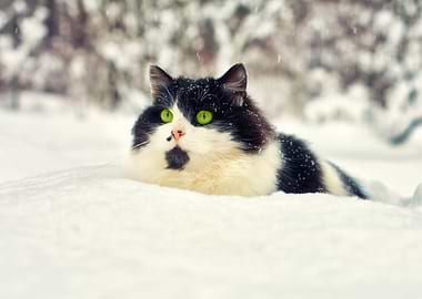 Animals Black Cat Chill Co