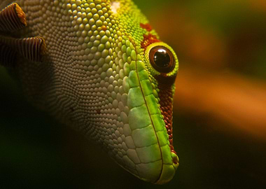 Colourful green gecko