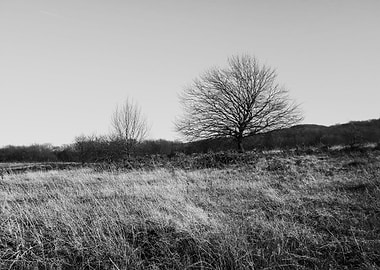 Forest lane in winter