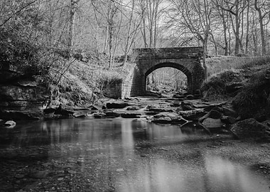 Bridge in forest