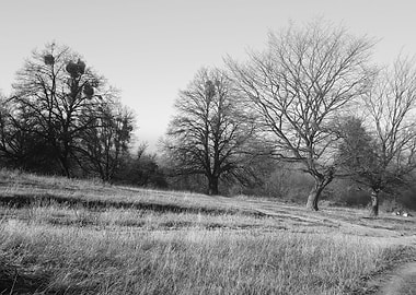 Leafless tree silhouettes