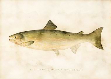 Atlantic Salmon