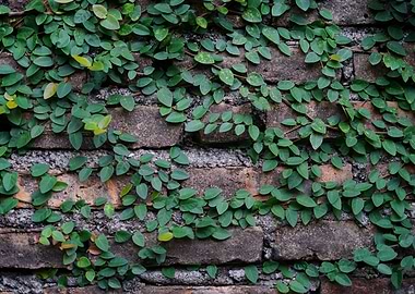 The plants that spread on