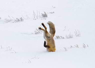 Fox ambushing Prey