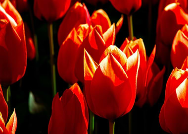 Decorative Red Tulips