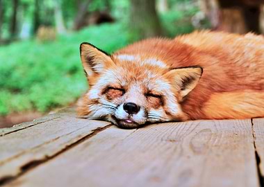 The Sleeping Fox