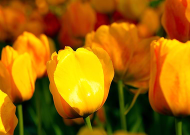 Sunlit Yellow Tulips