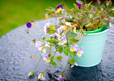 Pansy Flowers In A Bucket