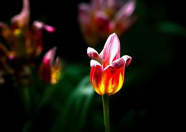 Colorful Decorative Tulip