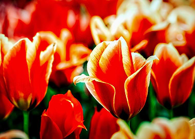 Magnificient Red Tulips