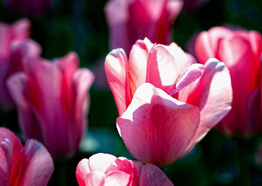 Sunlit Pink Tulip Flower