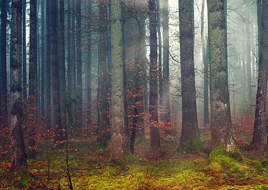 Nature Foggy Forest