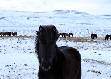 Icelandic Horse