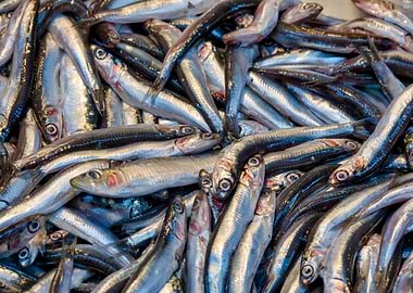 Anchovies