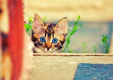 Adorable Alone Animals Bab