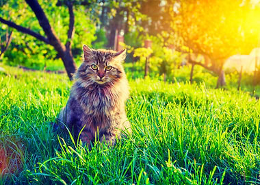 Animals Cat Feline Garden