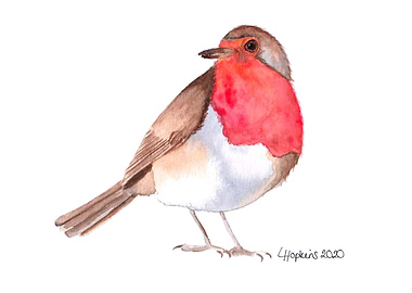 Robin watercolor art