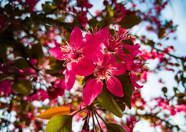blooming tree red blossoms
