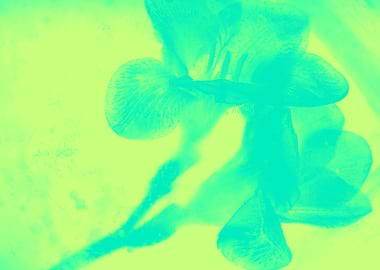 Freesia green + turquoise