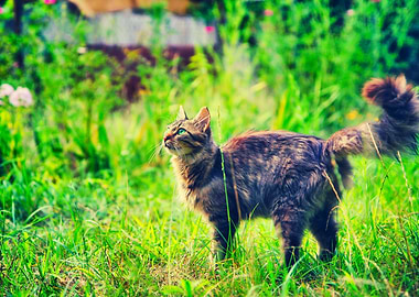 Animals Beautiful Cat Cute