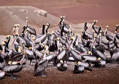 Pelicans are awesome