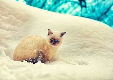 Animals Blue Breed Cat Chi