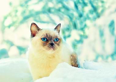 Animals Blue Breed Cat Chi