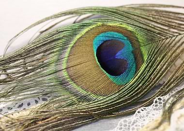 Lace and Peacock