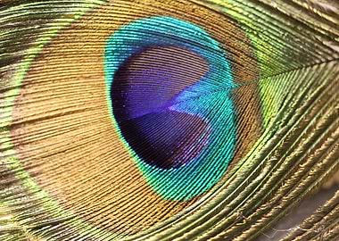 Macro Peacock Feather