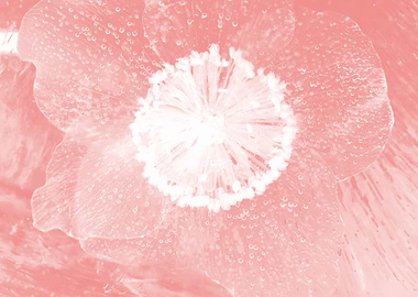 Christmas rose in rosy