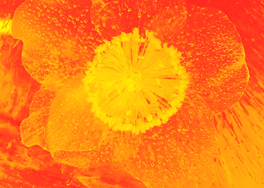 Christmas rose in orange