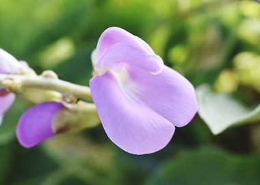 Beautiful snap of flower