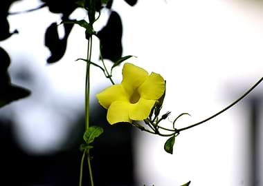 A Yellow Flower