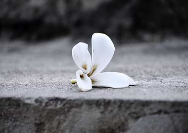 Beautiful snap of flower