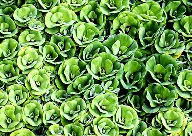 Decorative Water Plant