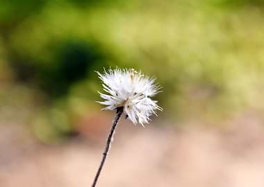 Beautiful snap of flower