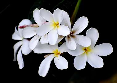 White Flower